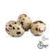 Aeropic Quail Egg 18St Fresh Products