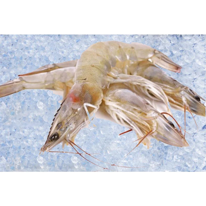 Whole Fresh Vannamei Shrimps (30-40) 冰鲜大号海虾 ca 500g